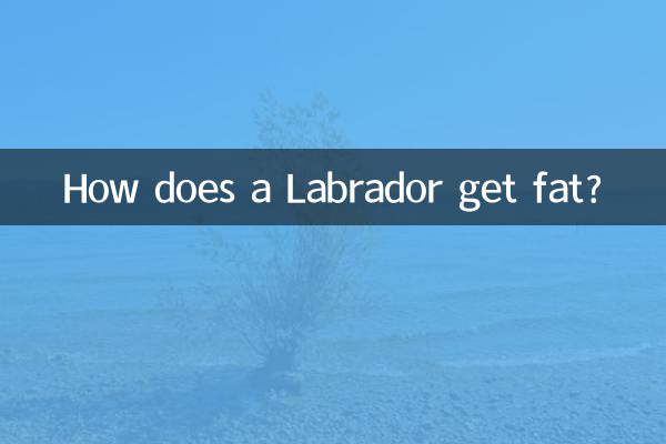 拉布拉多怎麼吃胖