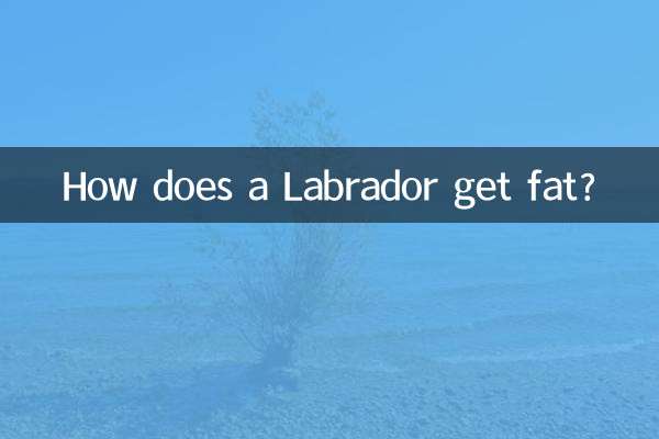 ایک لیبراڈور چربی کیسے حاصل کرتا ہے؟