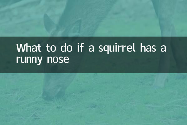 Qué hacer si a una ardilla le moquea la nariz