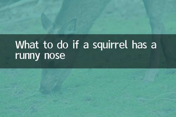 Что делать, если у белки насморк