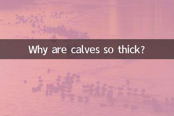 بچھڑے اتنے موٹے کیوں ہیں؟