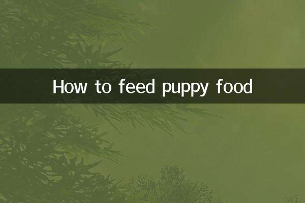 How to feed puppy food