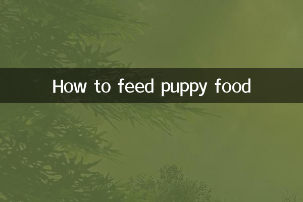 How to feed puppy food