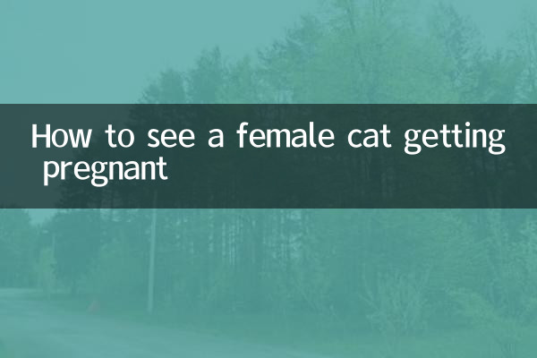 Comment voir une chatte tomber enceinte