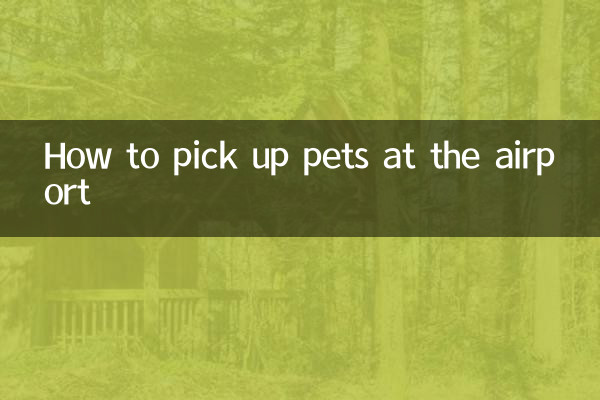 Cómo recoger mascotas en el aeropuerto