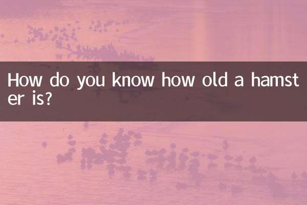 ¿Cómo saber la edad de un hámster?