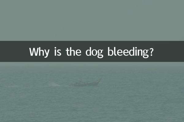 なぜ犬は血を流しているのですか？