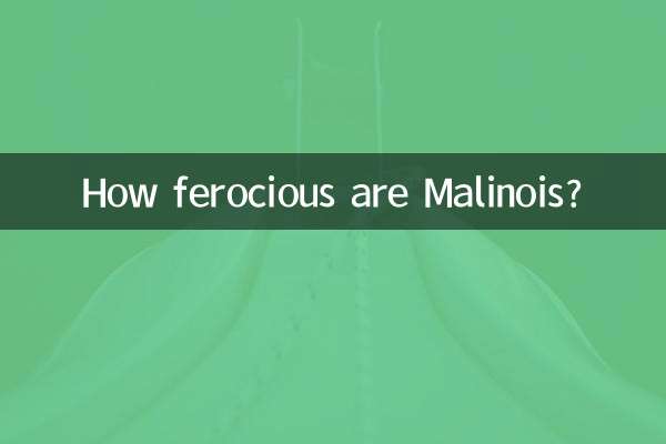 말리노이즈는 얼마나 사나운가요?