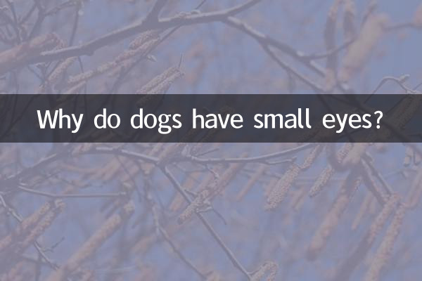 Warum haben Hunde kleine Augen?