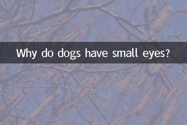 چرا سگ ها چشمان کوچکی دارند؟