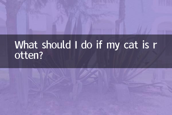 Cosa devo fare se il mio gatto è marcio?