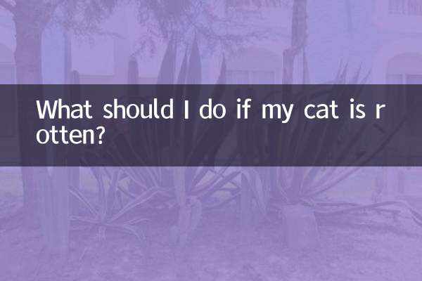 Cosa devo fare se il mio gatto è marcio?