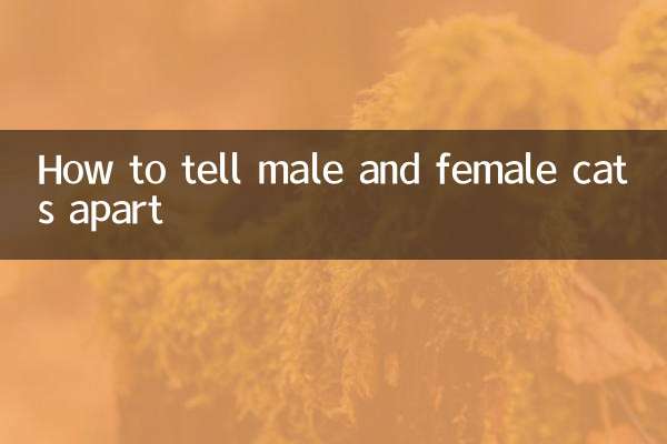 چگونه گربه های نر و ماده را از هم تشخیص دهیم