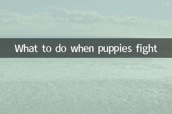 小狗打架怎麼辦