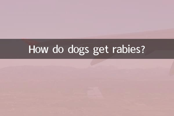 Come fanno i cani a prendere la rabbia?