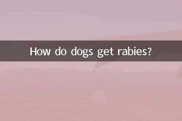 Come fanno i cani a prendere la rabbia?