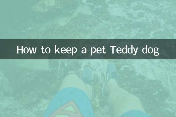 Wie man einen Haustier Teddy Dog behält