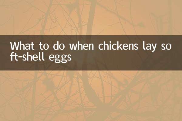 닭이 부드러운 껍질의 알을 낳을 때 해야 할 일