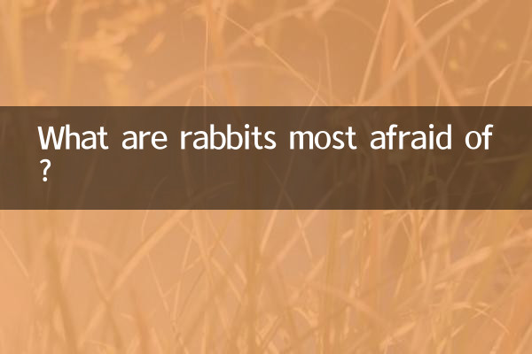 ما هو أكثر ما يخاف منه الأرانب؟