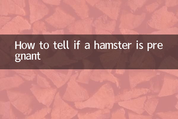 چگونه تشخیص دهیم که همستر باردار است؟