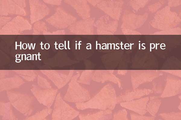 Comment savoir si un hamster est enceinte