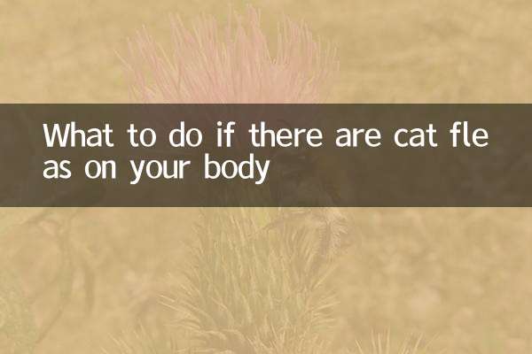 What to do if there are cat fleas on your body