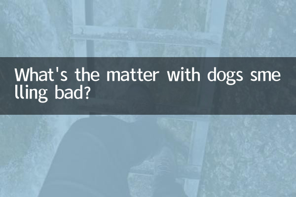 狗身上有味是怎麼回事