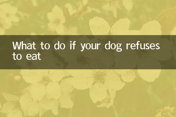 Que faire si votre chien refuse de manger