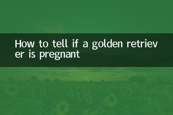 골든 리트리버가 임신했는지 확인하는 방법