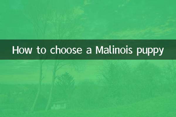 Como escolher um cachorrinho Malinois
