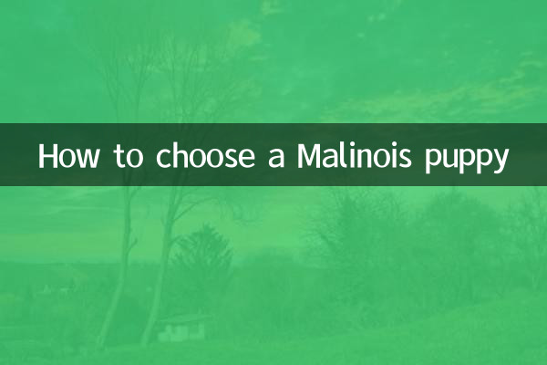 मैलिनॉइस पिल्ला कैसे चुनें