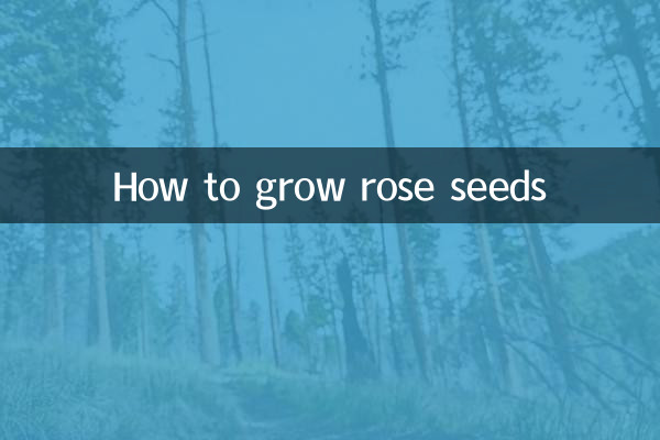 How to grow rose seeds