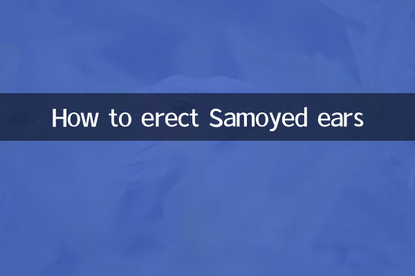 萨摩耶怎么立耳朵