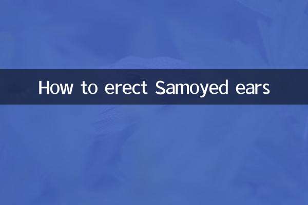 萨摩耶怎么立耳朵