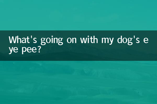 ما الذي يحدث مع بول عين كلبي؟