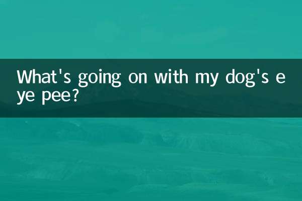 ما الذي يحدث مع بول عين كلبي؟