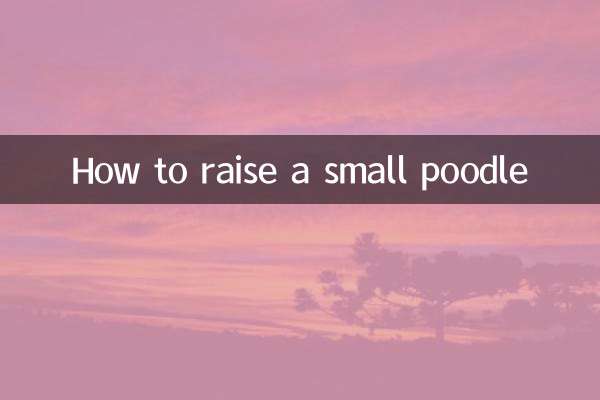 How to raise a small poodle