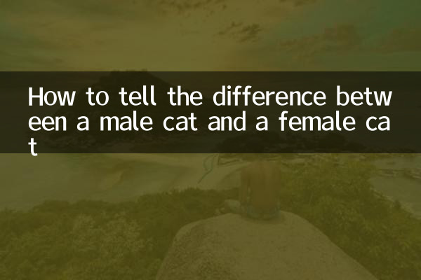怎么分辨公猫母猫