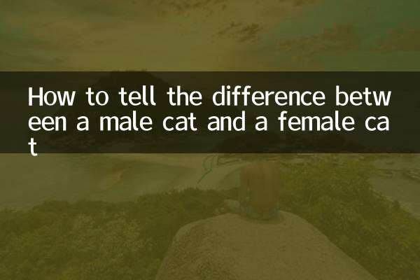 Wie erkennt man den Unterschied zwischen einem Kater und einer Katze?