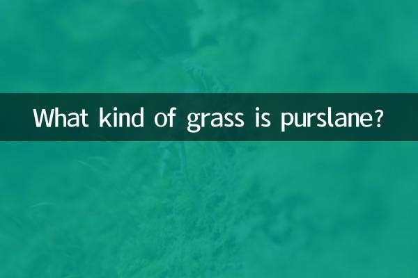 马齿苋是什么草