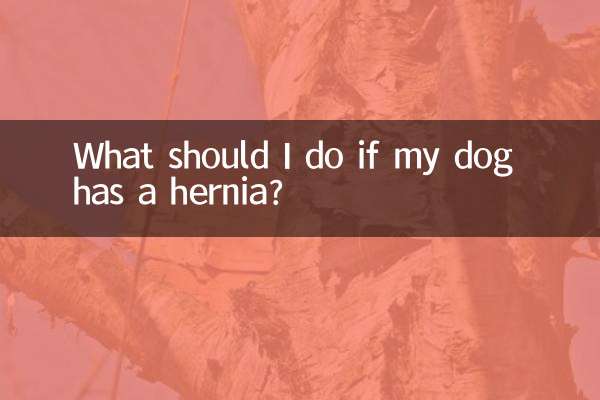 O que devo fazer se meu cachorro tiver hérnia?
