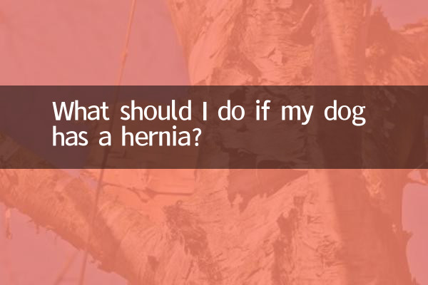 What should I do if my dog has a hernia?