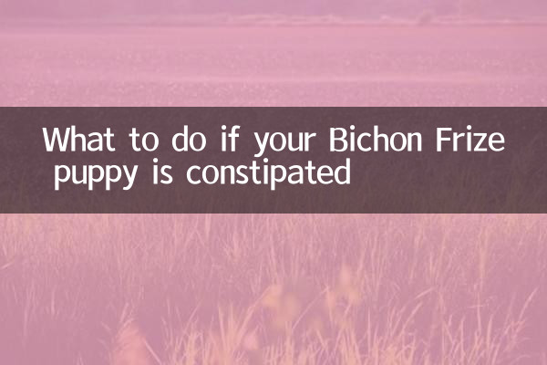 What to do if your Bichon Frize puppy is constipated