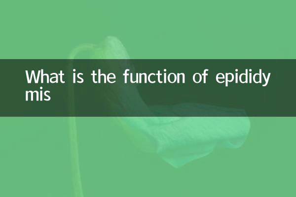 ¿Cuál es la función del epidídimo?