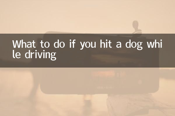 O que fazer se você bater em um cachorro enquanto dirige