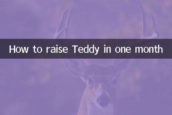 한 달 안에 테디를 키우는 방법