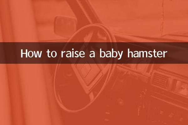 How to raise a baby hamster