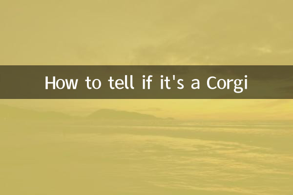 Как определить, что это корги
