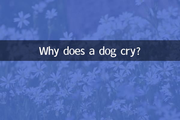 狗狗哭是怎麼回事