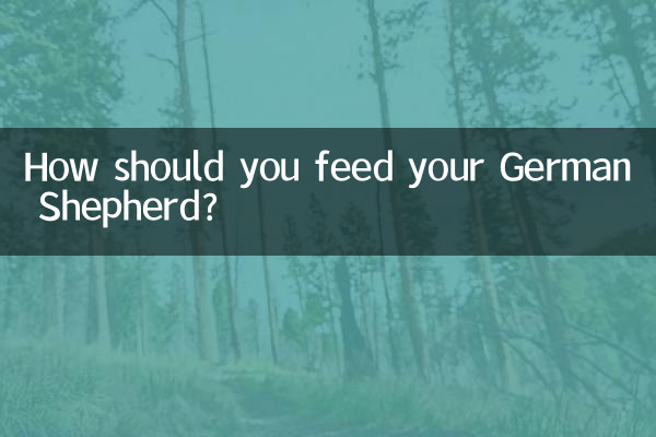 Comment nourrir votre berger allemand ?